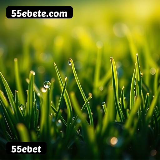 Vantagens exclusivas 55ebet para jogadores brasileiros - São Paulo, Rio, BH